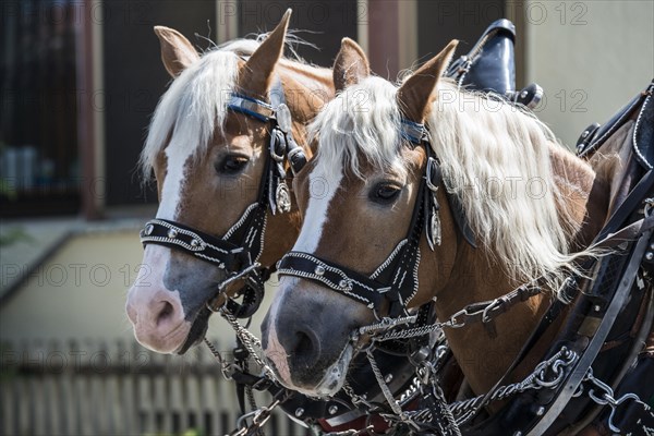 Haflinger horses in bridle