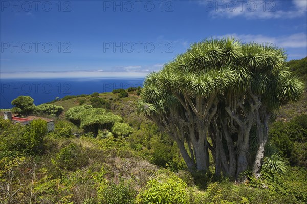 Dragon trees on the north coast of La Palma