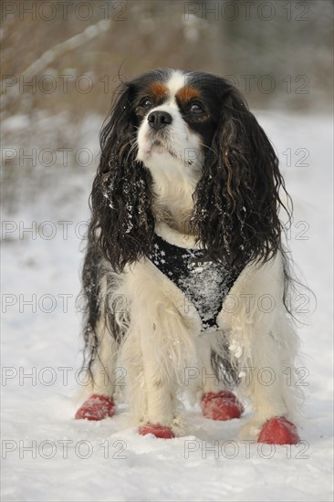 Cavalier King Charles Spaniel