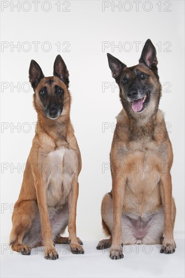 Malinois