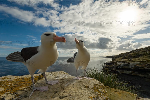 Black-browed Albatross