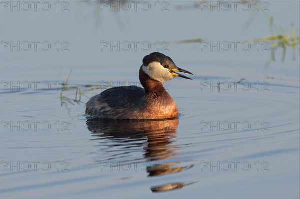 Red-necked grebe