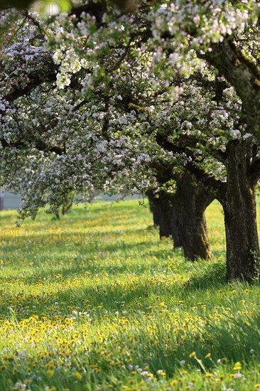 Apple tree