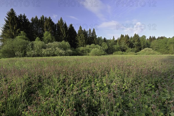 Water avens