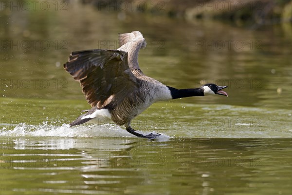 Canada Goose