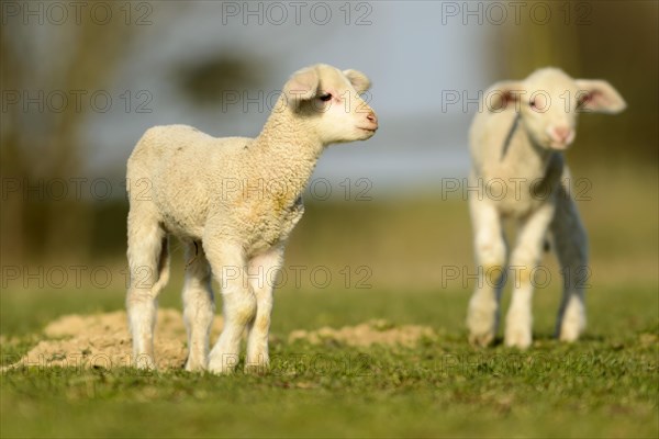 Merino sheep