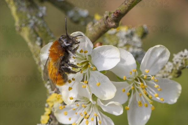 Forest bee