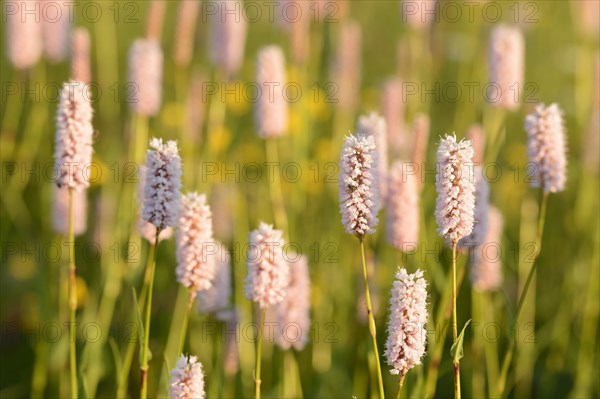 Meadow knotweed