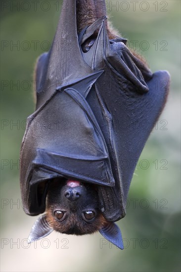 Indian Flying Fox