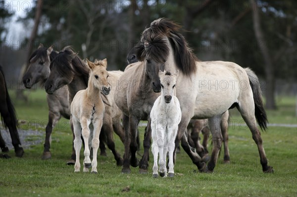 Wild Horse Duelmen