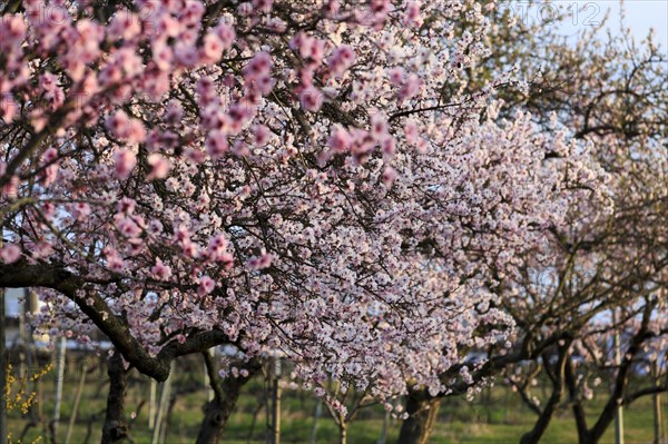 Almond tree