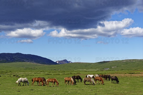 Herd of iceland horses