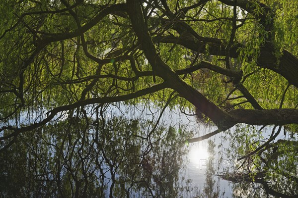 White willow