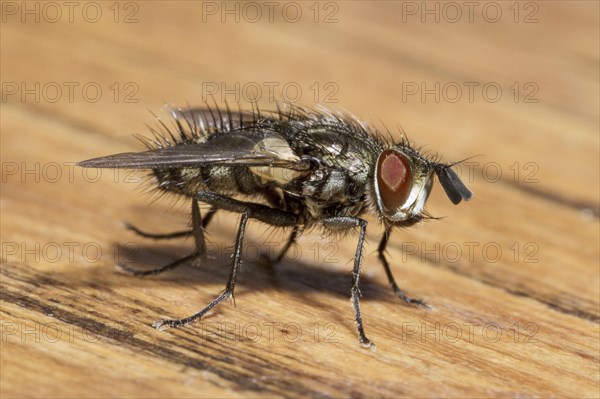 Housefly