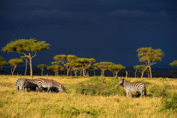 Savannah landscape with Grant's zebras