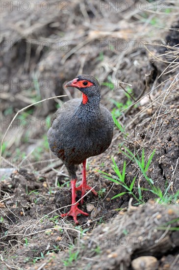 Red-necked spurfowl