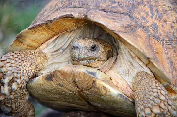 Leopard tortoise