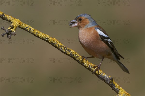 Chaffinch