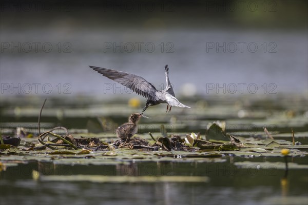 Black terns