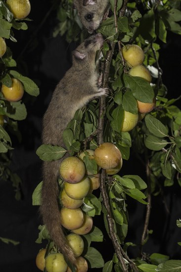 Edible dormouse