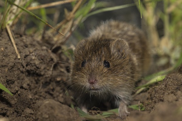 Common vole