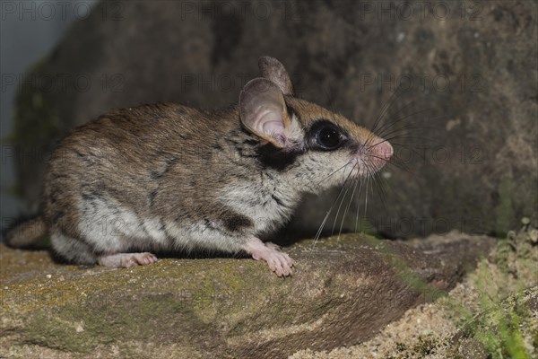 Garden dormouse