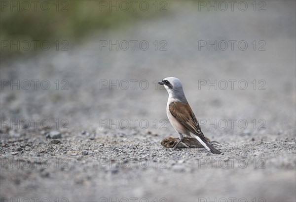 Red-backed Shrike