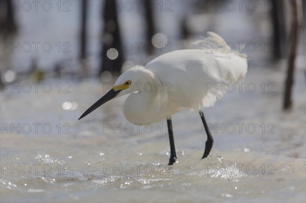 Snowy egret