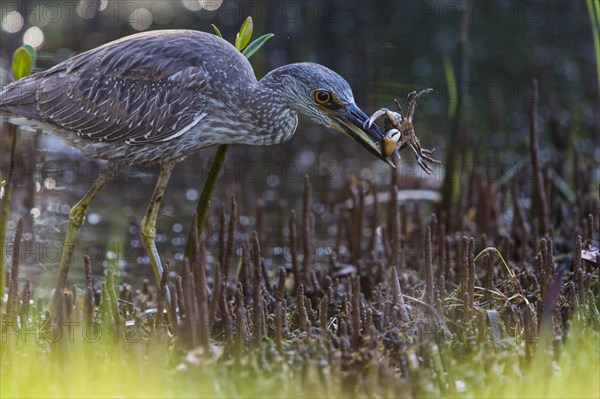 Crab Heron