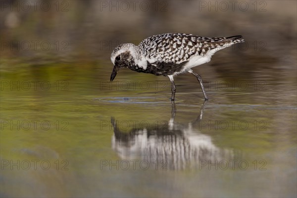 Black-bellied Plover