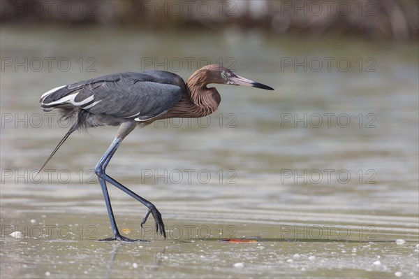 Blue-footed heron