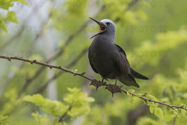 Lesser noddy