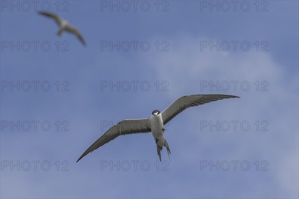 Russian Tern