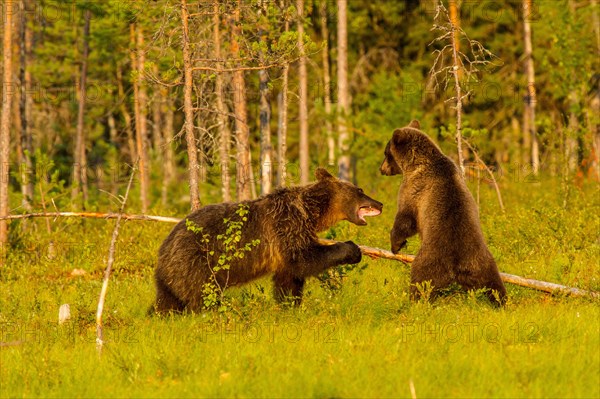 European Brown bear