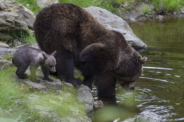 Brown bear