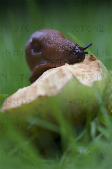 Large Red slug