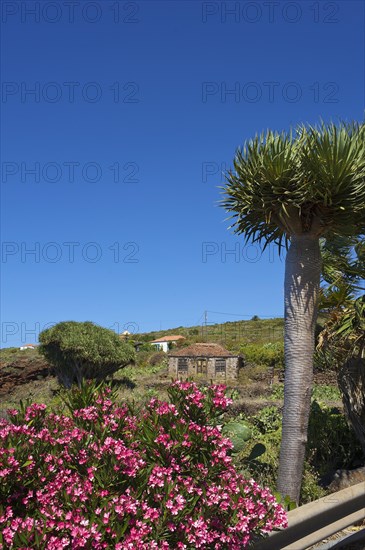 Old farmhouse with dragon tree in Garafia