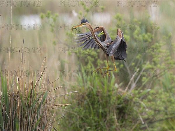 Purple heron