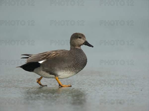 Gadwall