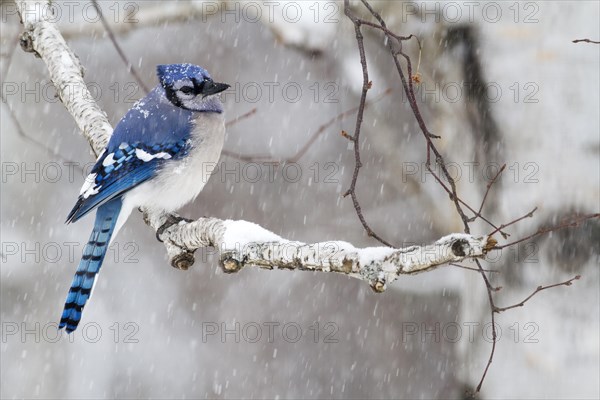 Blue jay