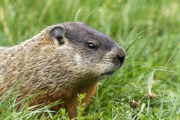 Marmot