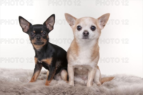 Chihuahuas