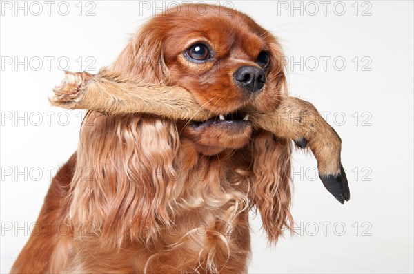 Cavalier King Charles Spaniel