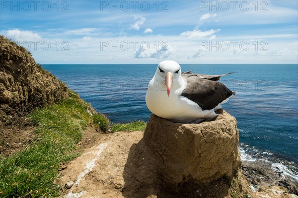 Black-browed Albatross