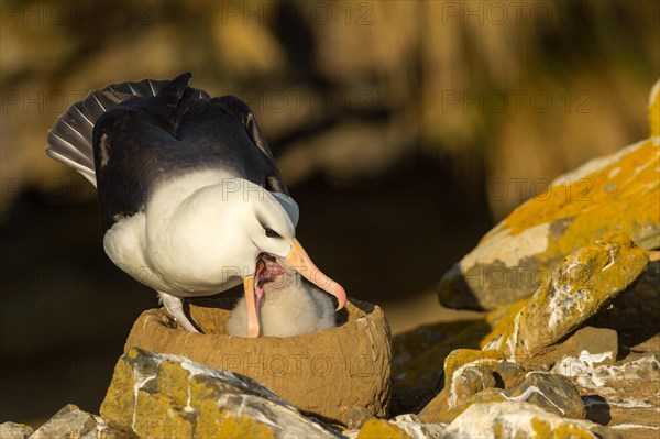 Black-browed Albatross