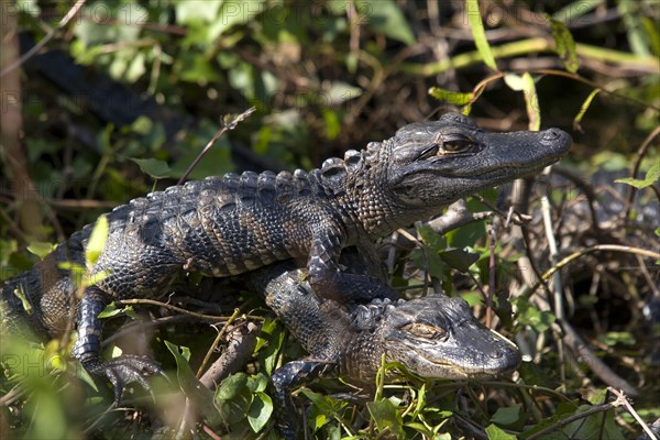 Alligator