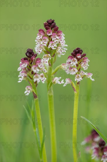 Burnt-tip orchid