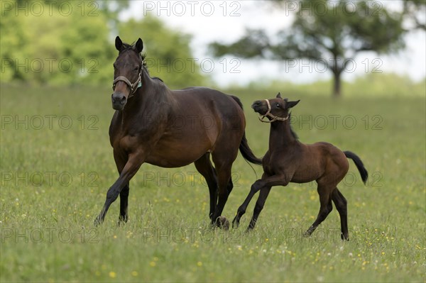 English thoroughbred