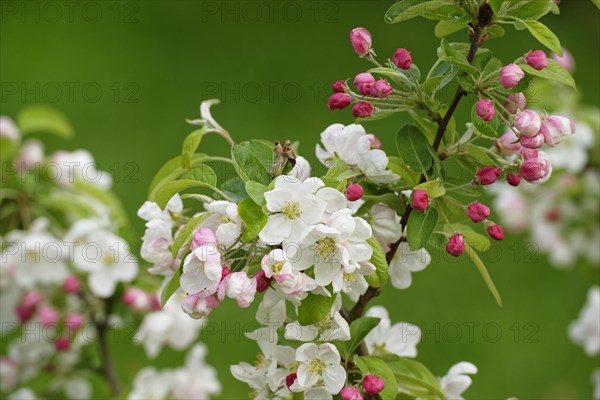 European crab apple