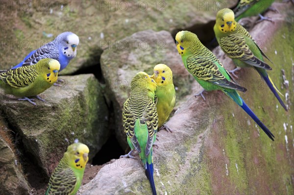 Budgerigar